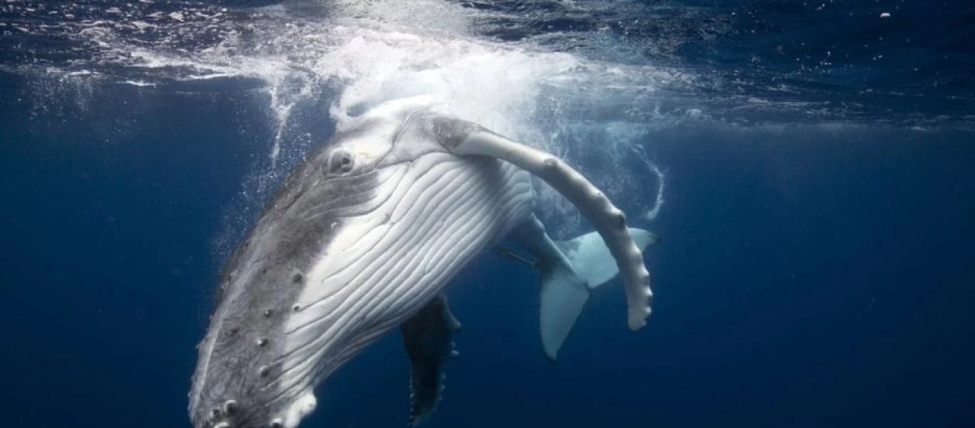 Ιαπωνία: Ξεκινά και πάλι μετά από 30 χρόνια το κυνήγι φάλαινας